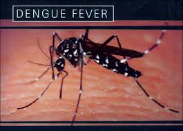 denguemalariacasesontheriseinhyderabad